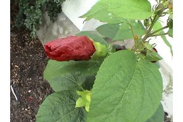 Hibiskus Çiçeği Bakımı Nasıl Yapılır?